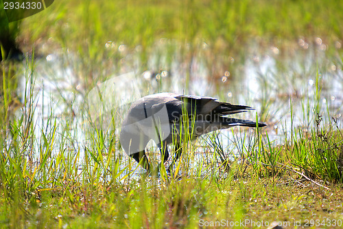 Image of Crow