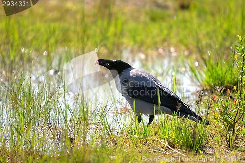 Image of Crow