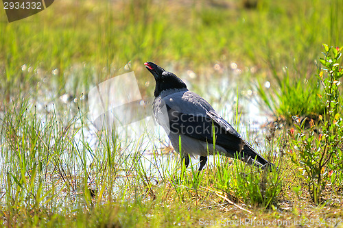 Image of Crow