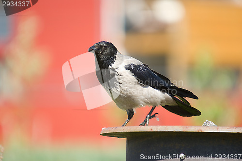 Image of Crow