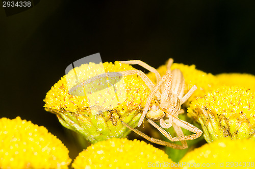 Image of Spider