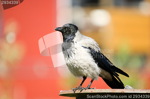 Image of Crow