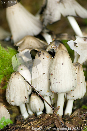 Image of Mushrooms