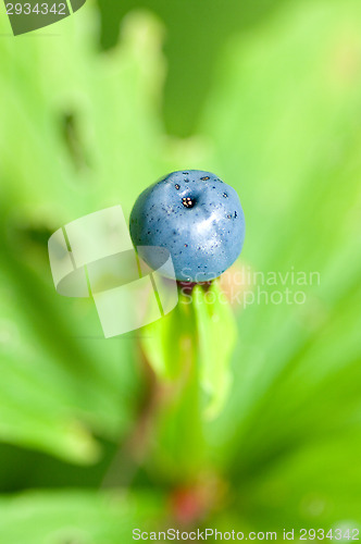 Image of Berry