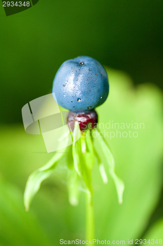 Image of Berry