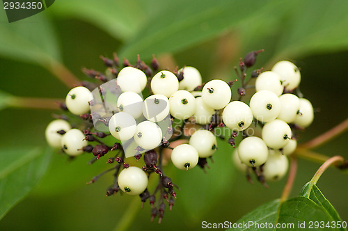 Image of Berries