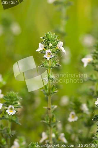Image of Flowers