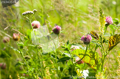 Image of Clover