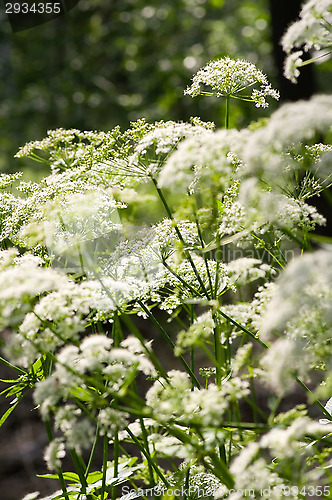 Image of Flowers