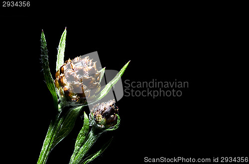 Image of Plant