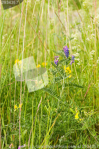 Image of Vicia cracca