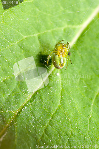 Image of Spider