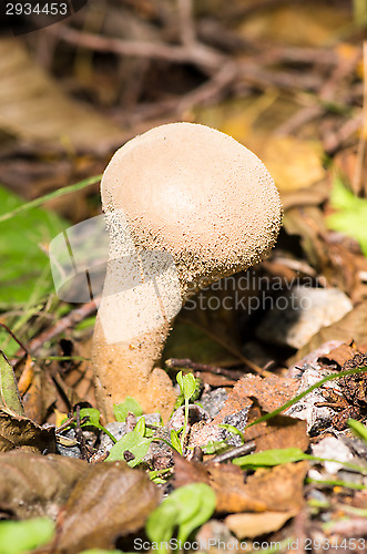 Image of Mushroom