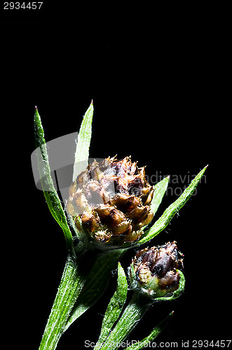 Image of Flowers