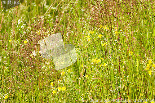Image of Meadow