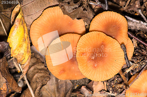 Image of Mushrooms