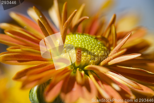Image of Orange Chrysanthemum