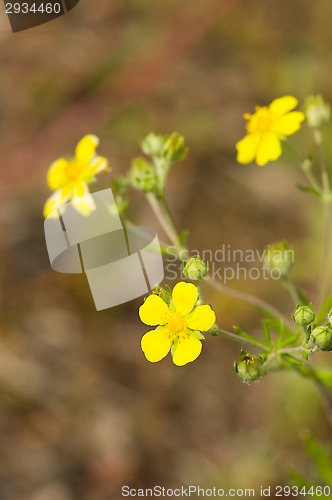 Image of Yellow flowers