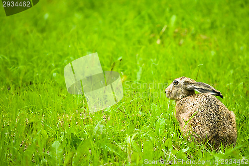 Image of Hare