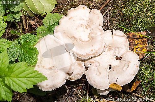 Image of Mushrooms