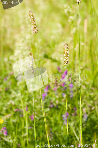 Image of Hay field