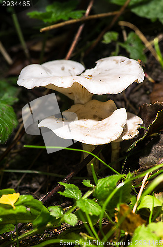 Image of Mushrooms