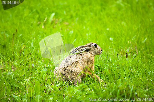 Image of Hare