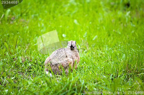 Image of Hare