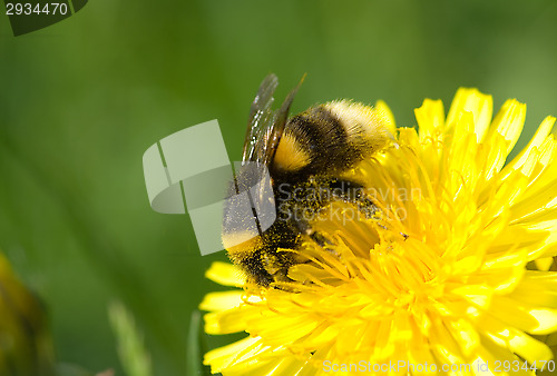 Image of Bee