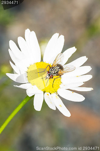 Image of Tripleurospermum inodorum