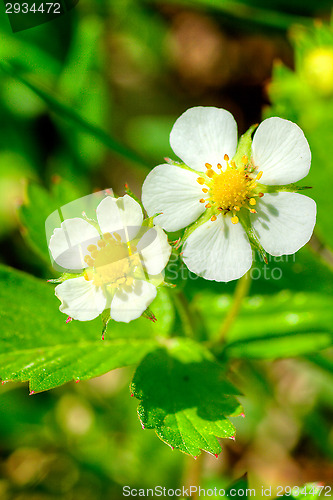 Image of Wild strawberry