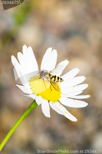 Image of Tripleurospermum inodorum