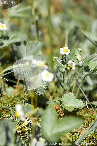 Image of Wild strawberry