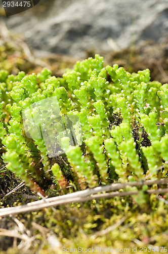 Image of Sedum