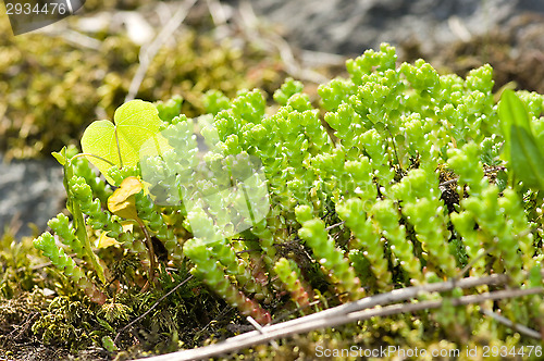 Image of Sedum