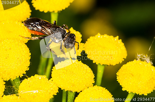 Image of Tanacetum vulgare