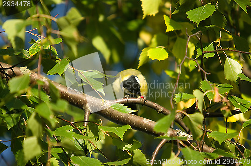 Image of Parus major