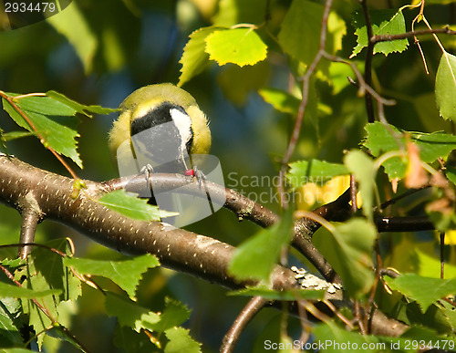 Image of Parus major