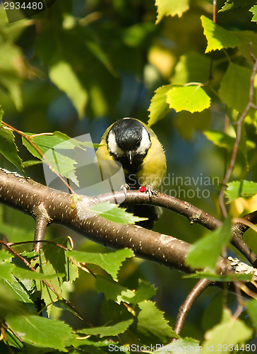 Image of Parus major