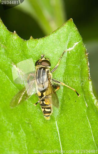 Image of Fly