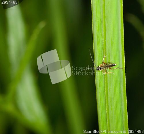Image of Insect