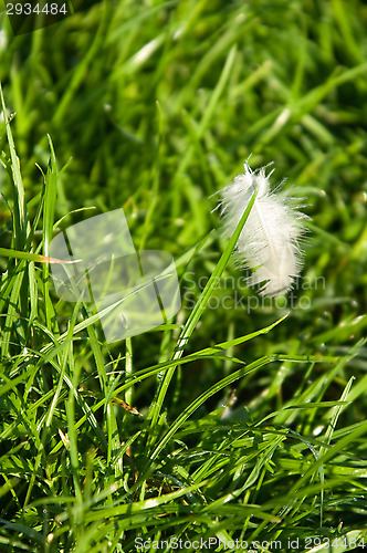 Image of Feather