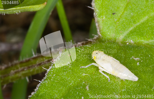 Image of Insect