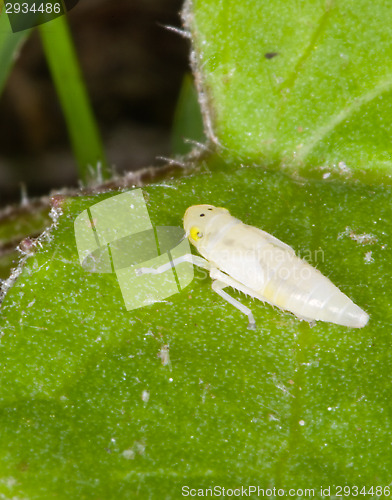 Image of Insect