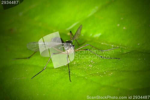 Image of Insect