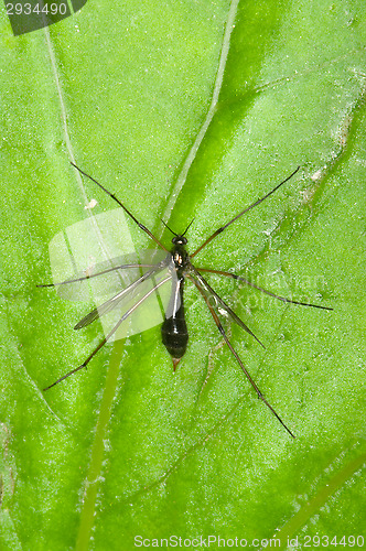 Image of Insect