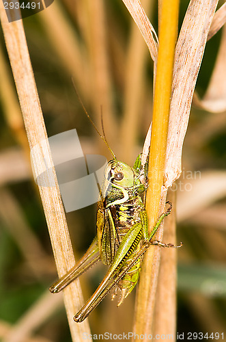 Image of Grasshopper