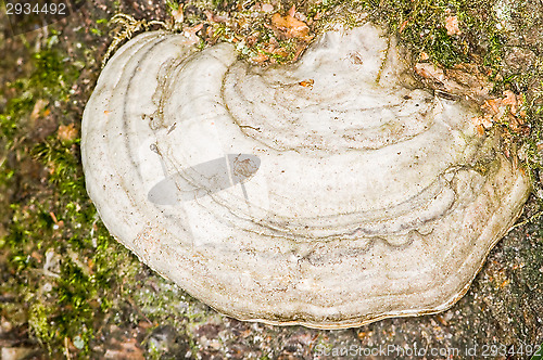 Image of Polypore