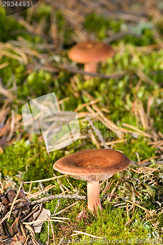Image of Mushrooms