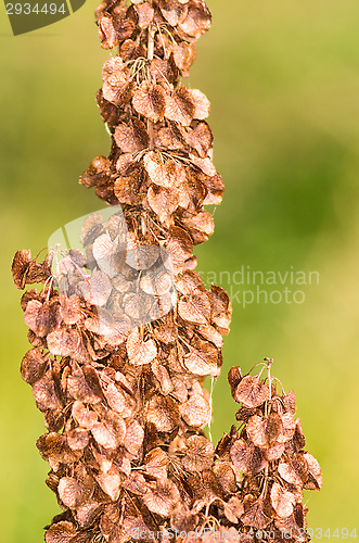 Image of Leafs